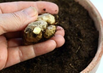 Como plantar gengibre: veja o passo a passo prático e fácil