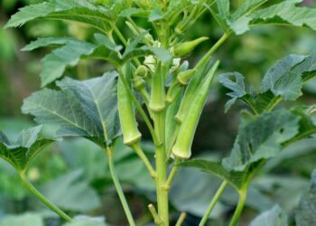 Como plantar quiabo: formas e tutoriais para você começar agora