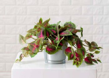 Coleus: principais características, tipos, cuidados, paisagismo e 50 arranjos
