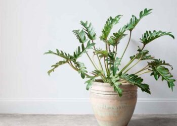 Xanadu: características, plantio, cuidados e dicas de paisagismo