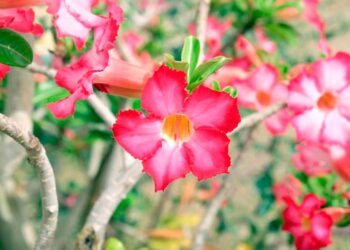Dipladênia: características, cuidados, paisagismo, 50 inspirações