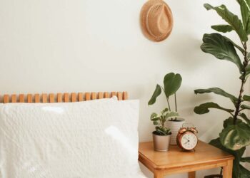 Plantas para quarto: quais as mais indicadas e dicas expert