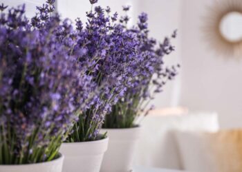 Como plantar lavanda: benefícios, cuidados e dicas de especialistas
