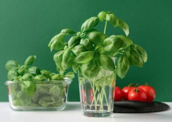 Como conservar manjericão: in natura, congelado e na geladeira