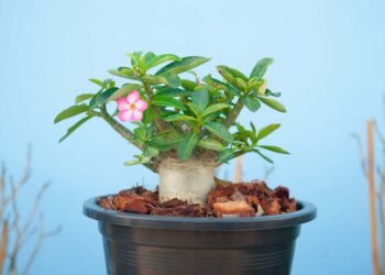 Como cuidar da rosa do deserto: 9 dicas essenciais para seguir