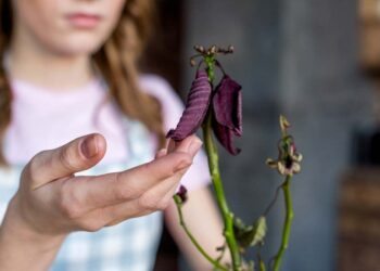 Plantas de verão: as melhores espécies e dicas de cuidados