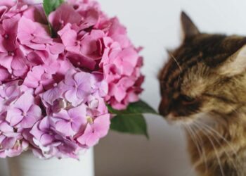 Plantas tóxicas para animais de estimação: veja a lista completa