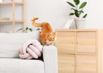 Gato em apartamento: como criar, cuidar e as melhores raças