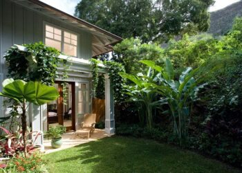 Palmeira leque: tipos, características, como cuidar e ideias de paisagismo