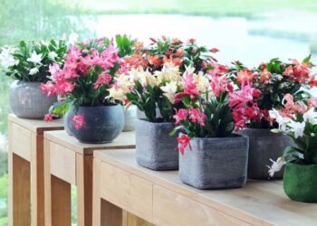 Flor de maio: como cuidar, plantar, dicas e cuidados gerais