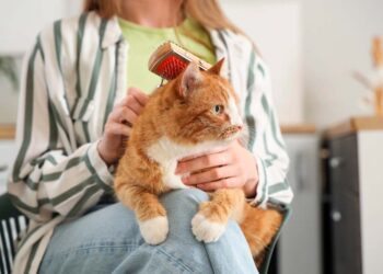 Como tirar pelo de gato da roupa: truques espertos para livrar de vez