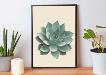 Echeveria elegans: características, cuidados, mudas e paisagismo
