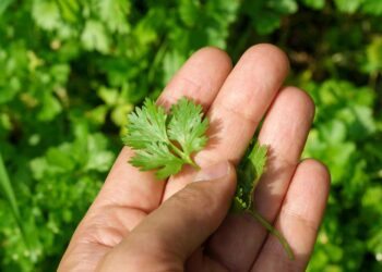 Como plantar coentro: benefícios, dicas, cuidados e usos