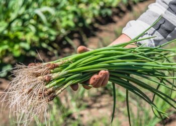 Como plantar cebolinha: passo a passo, cuidados e truques