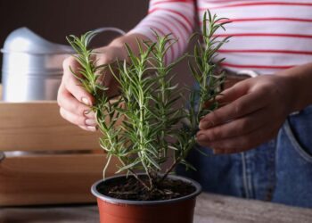 Como cultivar alecrim: plantio, cuidados, colheita e dicas valiosas