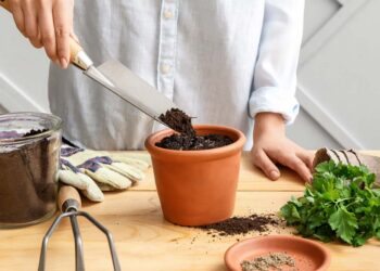 Como plantar salsinha: passo a passo com dicas profissionais de cultivo