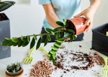 Como plantar zamioculca: dicas para cuidar da planta que combina com você