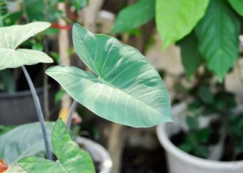 Taioba: características, como cuidar e 50 ideias na decoração