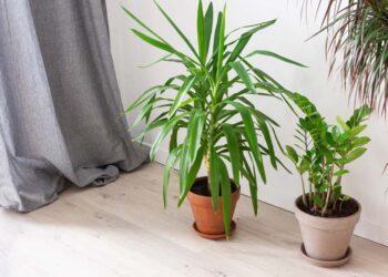Yucca: características, tipos, cuidados, plantio e 50 ideias na décor