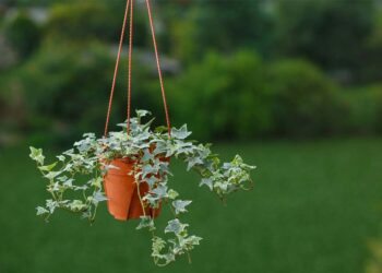 Planta hera: características, tipos, cuidados, plantio e 50 ideias