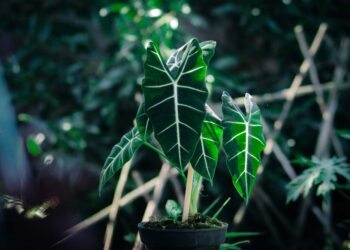 Alocásia: características, tipos, cuidados e 30 ideias na decoração