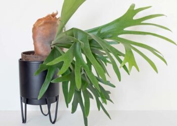 Chifre de veado: como plantar, fazer mudas, cuidar e 50 ideias