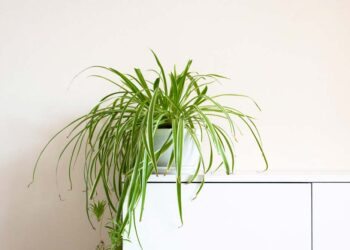 Clorofito: características, tipos, como cuidar e 50 ideias na décor