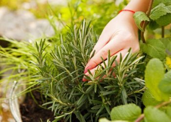 Temperos para plantar em casa: 6 opções fáceis com dicas para acertar