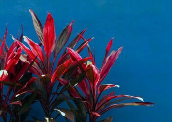 Dracena vermelha: como cuidar, fazer mudas e 50 usos na décor