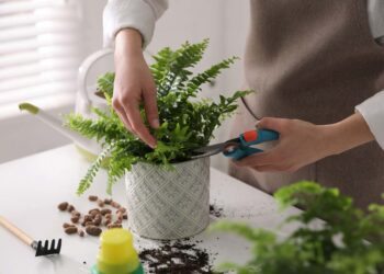 Como cuidar de samambaia: o guia completo com dicas profissionais