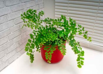 Avenca: características, tipos, como plantar, cuidar e 45 ideias