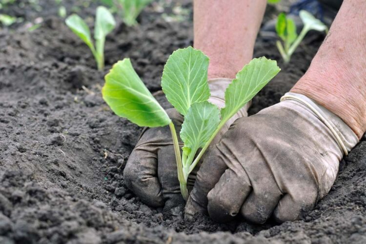 Como Plantar Couve: no Solo, Vaso e Dicas de Especialistas