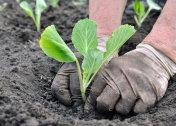 Como plantar couve: no solo, vaso e orientações de especialistas