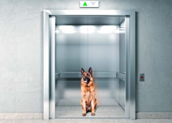 Animais em condomínio: quais os problemas e dicas para boa convivência