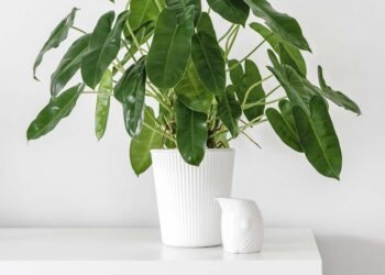 Imbé: características, como cuidar, pragas comuns e 45 ideias