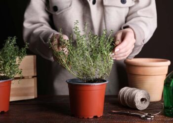 Como plantar tomilho: benefícios e dicas profissionais de cultivo